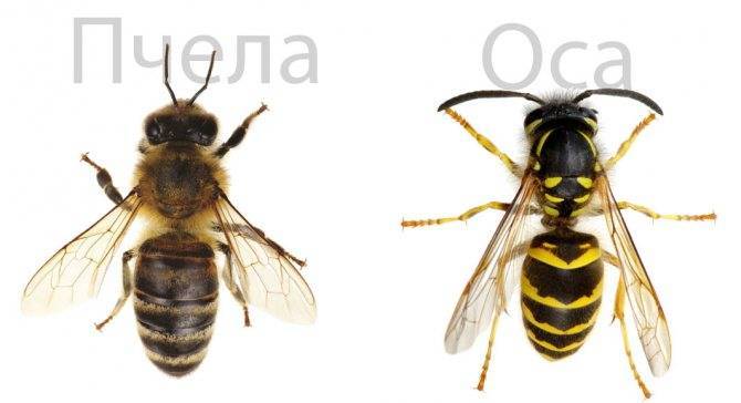 О пчеле и осе: чем отличаются, в чем разница во внешнем виде, кто больнее жалит