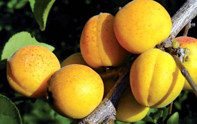 Описание и характеристика сорта абрикоса десертный
