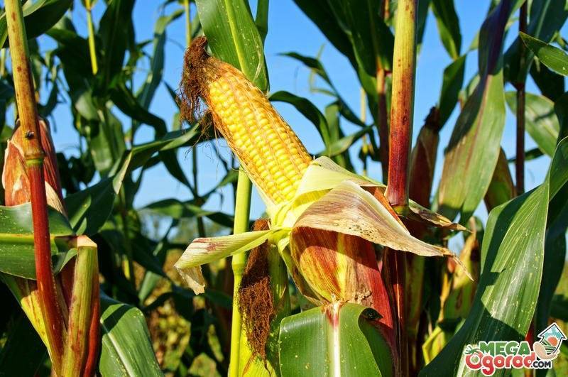 Правильная технология возделывания кукурузы на силос - общая информация - 2020