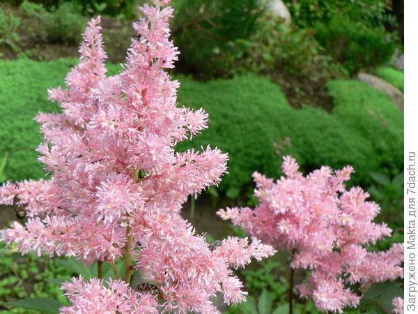 Цветок астильба: посадка и уход за растением в открытом грунте, фото и описание сортов