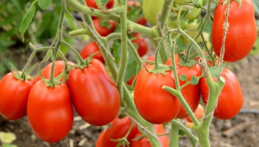 Как вырастить хорошие помидоры сорта «столыпин»