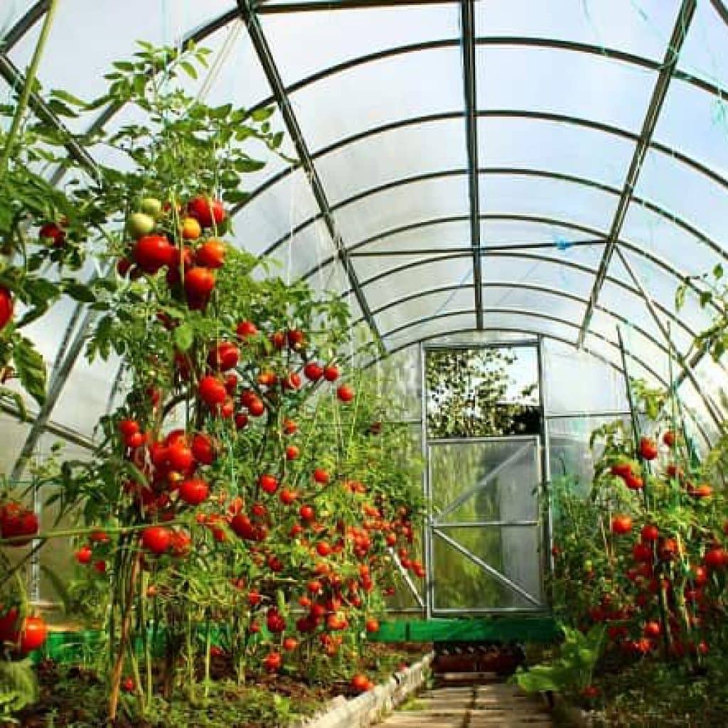 Подкормка помидоров во время цветения и плодоношения