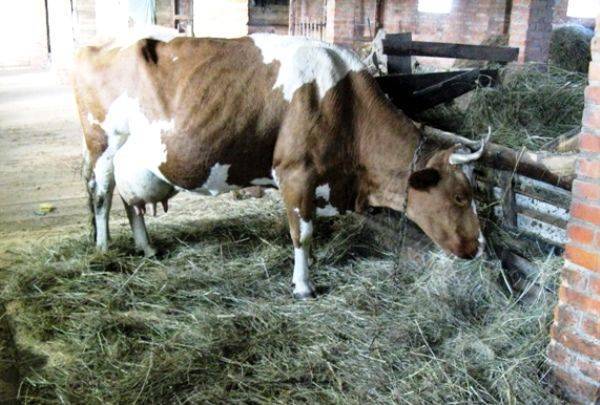 Коровы не едят сено: в чём причина, что делать