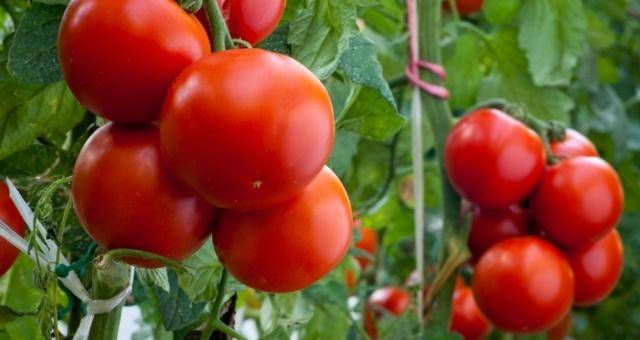 Выращивание томата настенька