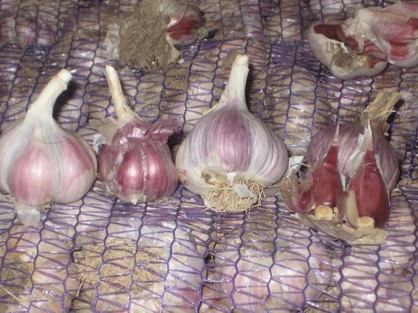 Описание и особенности выращивания чеснока сорта любаша