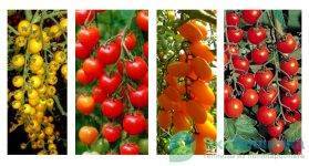 Сорт томата черри: описание, фото, чем полезны и какая калорийность у маленьких помидор?