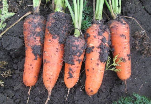 Морковь император: описание сорта, отзывы, фото