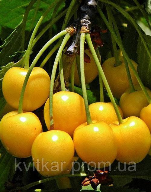 Сорта желтоплодной черешни, подходящие для выращивания в подмосковье