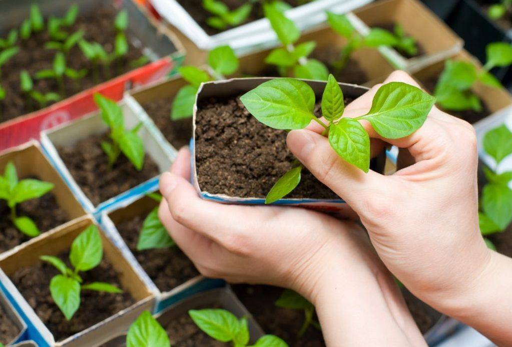 Выращивание огурцов в квартире: пошаговая инструкция от выбора сорта до сбора урожая, можно ли вырастить огурцы в подвале