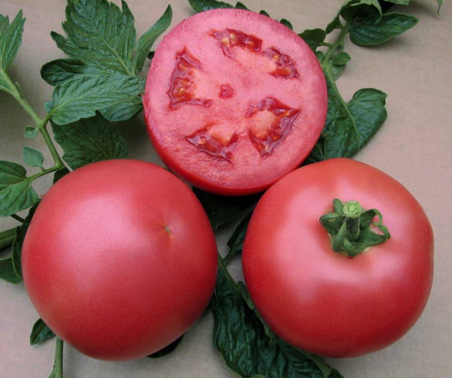 Розовый гигант на ваших грядках: томат сорта розмарин