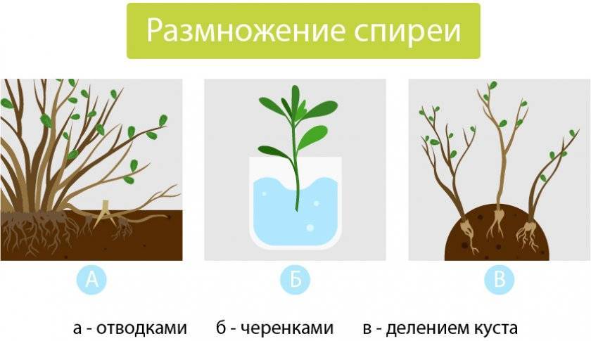 Обрезка, черенкование и укоренение спиреи – пошаговый мастер-класс с фото