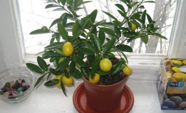 Новичкам про черенкование лимона в домашних условиях