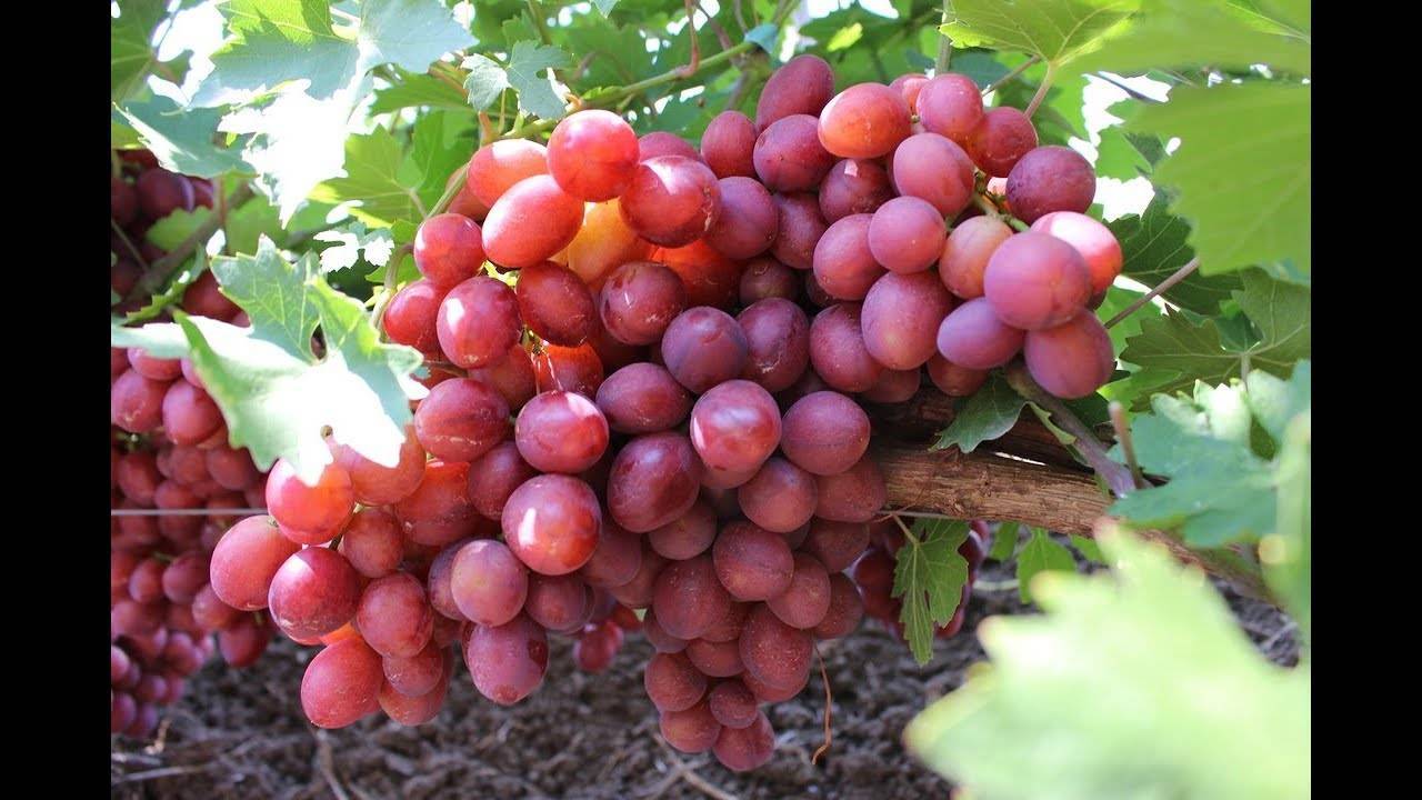 Виноград пестрый
