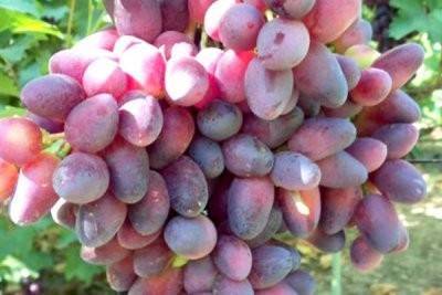 Виноград красотка, как правильно выращивать эту гибридную форму