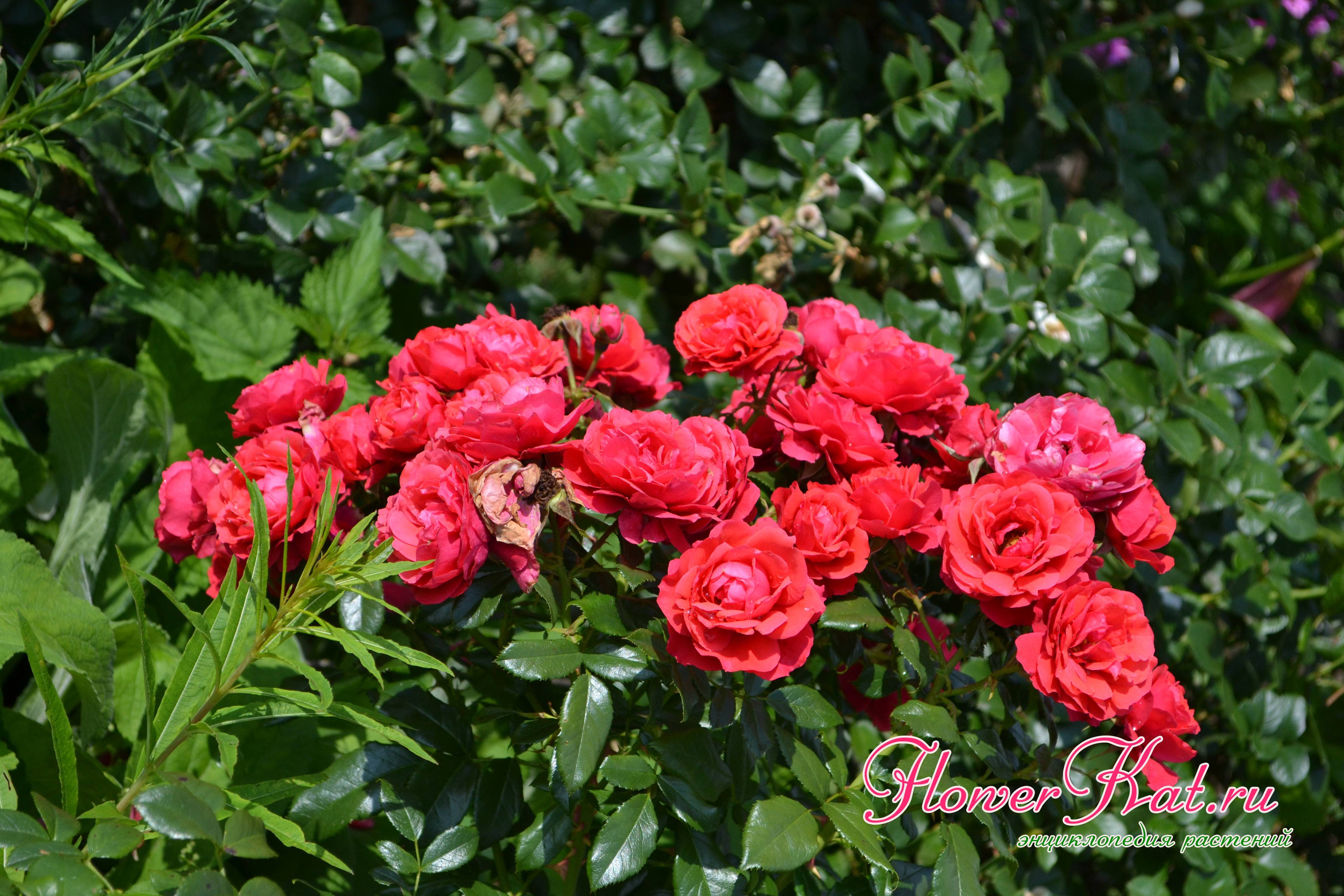 Почвопокровные розы: сорта с описанием и фото