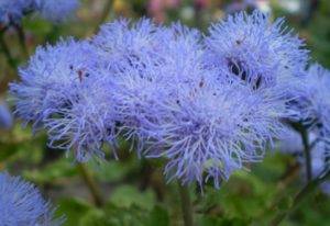 Все о выращивании замечательного цветка — агератума