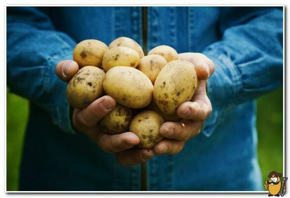 Лучшие ультраранние сорта картофеля - общая информация - 2020