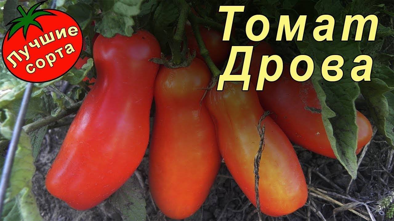 Описание сорта томата дрова — особенности выращивания