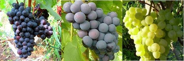 Виноград загадка шарова: описание сорта, правила посадки и ухода, сбор урожая