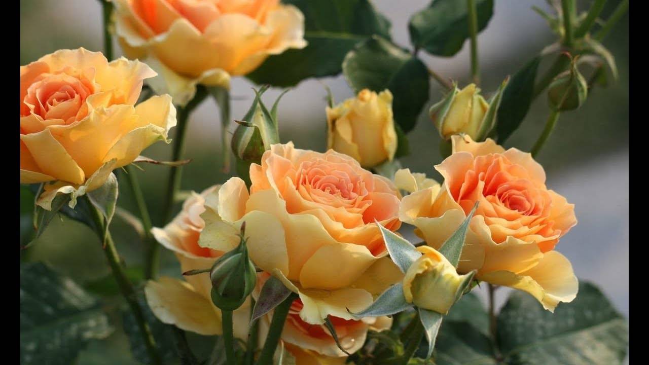 Плетистые розы: посадка, уход, лучшие сорта