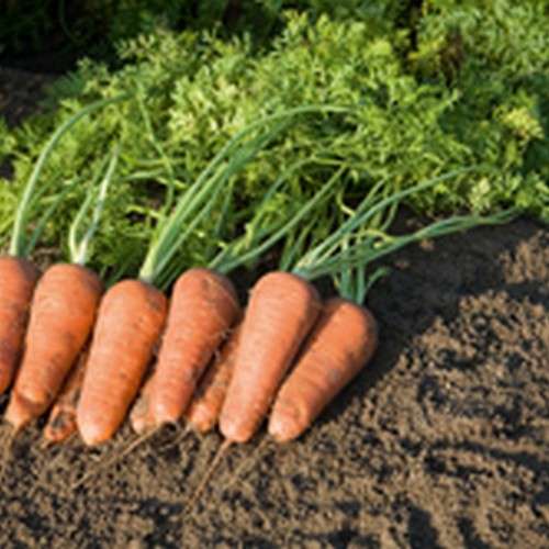 Морковь посевная ‘наполи f1’ — описание сорта, характеристики