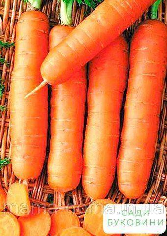 Лучшие сорта моркови с сердцевиной и без: какие хорошие виды семян овоща есть для открытого грунта и описание, характеристика и фото корнеплодов всех этих типов