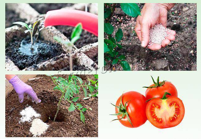 Подкормка рассады помидоров до, при и после пикировки: чем и когда питать в домашних условиях, какие первые удобрения для роста томатов, чтобы были толстенькие?