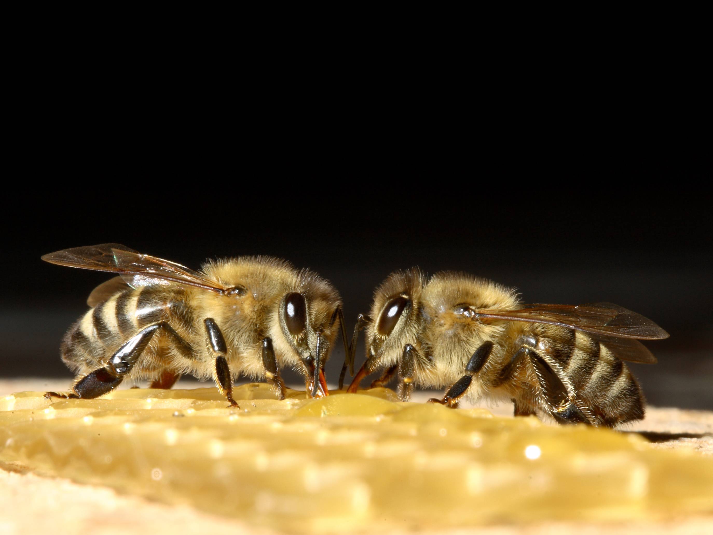 Пчеловодство: расписание на август