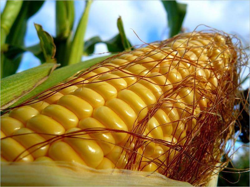 Особенности выращивания сахарной кукурузы в теплице