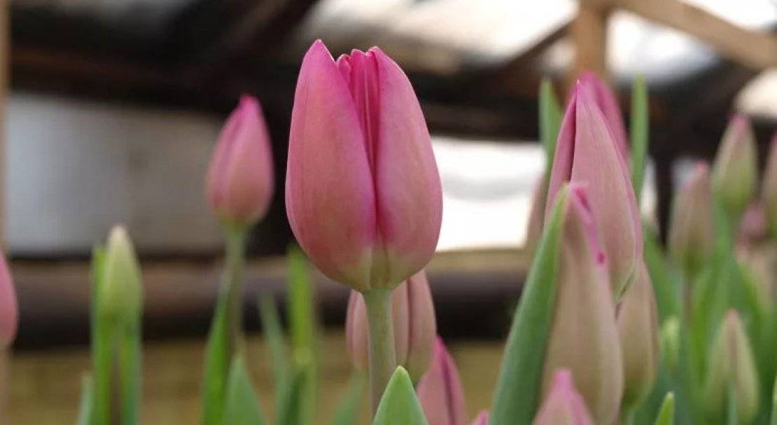 Тюльпан «барселона» (14 фото): описание сорта и особенности его посадки и ухода