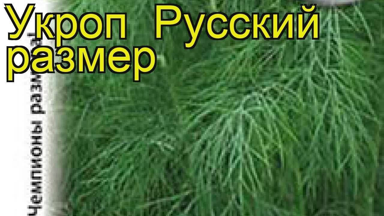 Укроп марафон характеристика и описание сорта фото