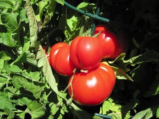 Сорт помидоров шапка мономаха: урожайность, фото и отзывы