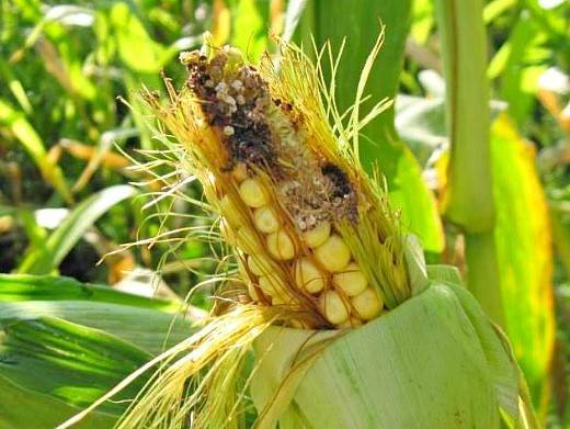 Болезни и вредители кукурузы, меры лечения