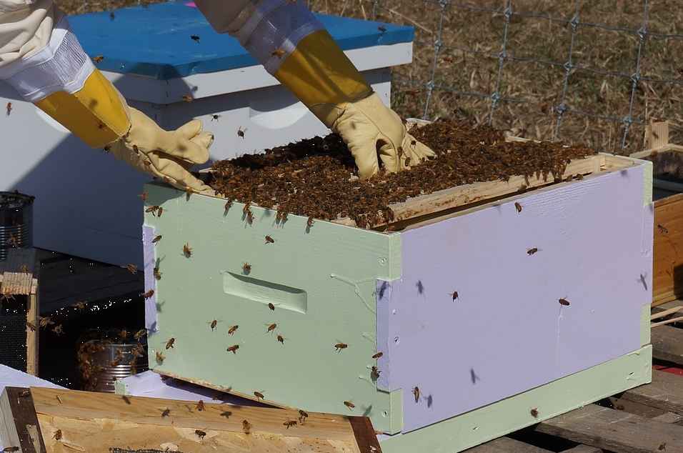 Как ухаживать за пчелами: для начинающих, правильно?