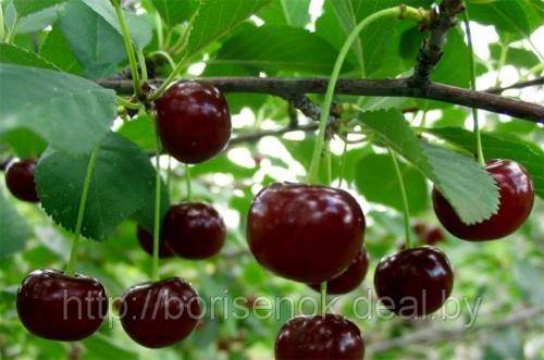 Характеристика и выращивание высокоурожайной вишни малиновка