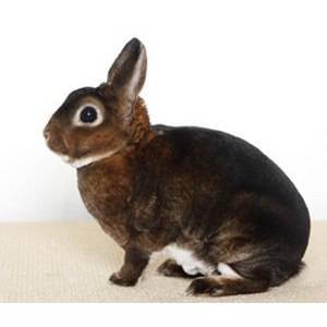 Кролик рекс: описание породы, особенности содержания и ухода