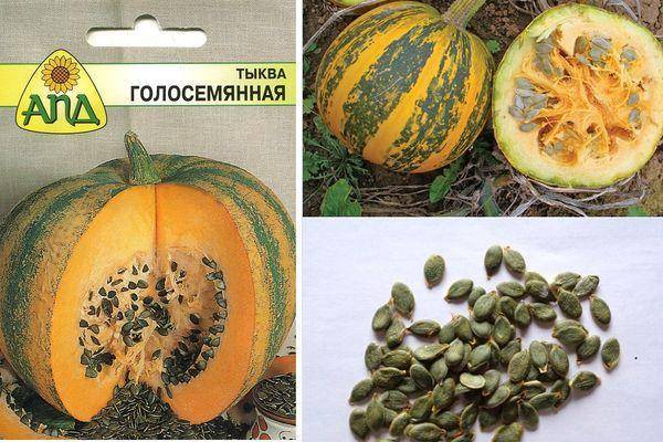 Особенности выращивания голосемянной тыквы с пошаговыми инструкциями