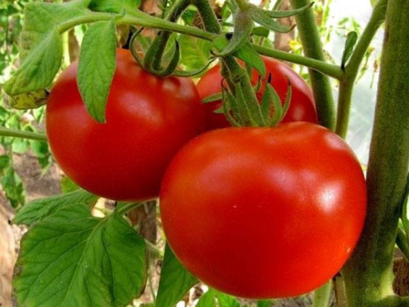 Обзор популярных сортов помидоров для теплиц: фото и характеристики