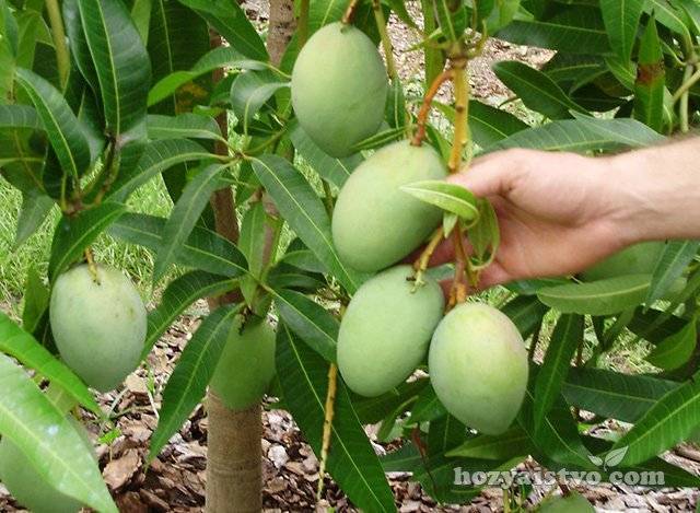 Авокадо: фото листьев и плода растения, что это такое, где выращивают и как выращивают дома?