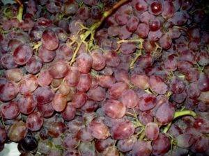 Белый и розовый виноград тайфи: описание сорта