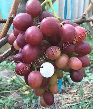 Виноград ливия: сладкий и урожайный сорт для юга россии
