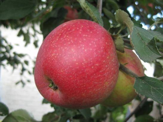 Секреты выращивания яблони пепин шафранный — от посадки до хранения