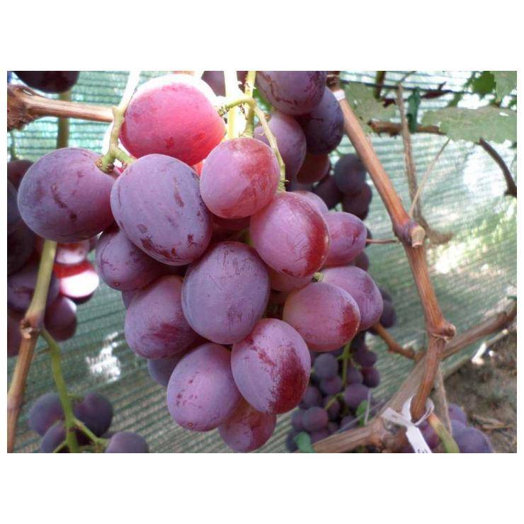Особенности винограда изюминка: происхождение гибридной формы, описание сорта, первый урожай с молодых кустов