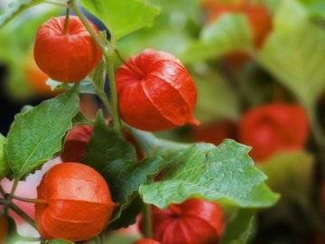 Физалис ягодный: выращивание и уход за культурой