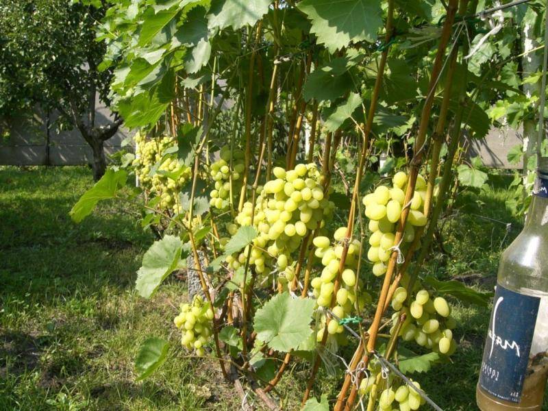 Виноград августин: история выращивания, описание и характеристика