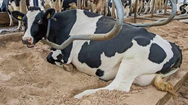 Что такое кетоз? почему он развивается у коров? методы диагностики и профилактики