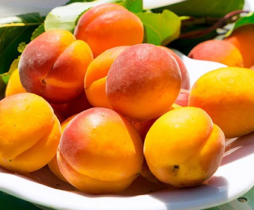 Особенности популярного сорта абрикос лель