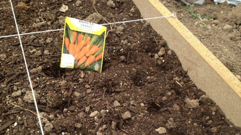 Как посеять морковь под зиму
