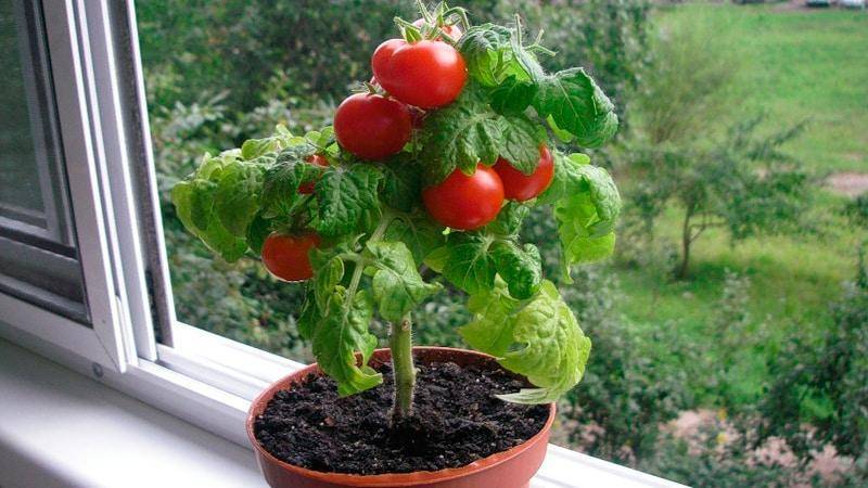Балконные помидоры - "балконное чудо", описание комнатного сорта томатов с фото