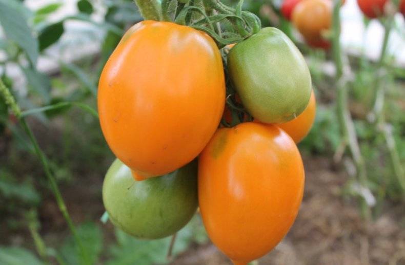 Выращивание томата золотое сердце
